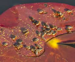 Attēlu rezultāti vaicājumam “Galerucella nymphaeae”