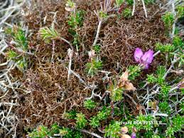 Attēlu rezultāti vaicājumam “Cetraria aculeata”