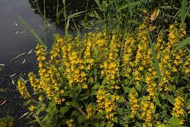 Attēlu rezultāti vaicājumam “Lysimachia vulgaris”