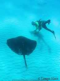 Image result for Bathytoshia brevicaudata