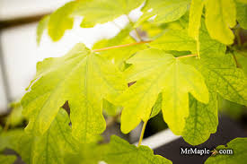 Attēlu rezultāti vaicājumam “Acer campestre”