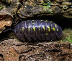 Attēlu rezultāti vaicājumam “Armadillidium pulchellum”