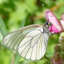 Attēlu rezultāti vaicājumam “Aporia crataegi upperside”