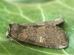 Attēlu rezultāti vaicājumam “Tethea or”