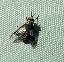 Attēlu rezultāti vaicājumam “Chrysops”