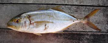 Image result for Caranx bartholomaei