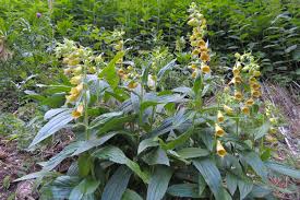 Image result for Digitalis grandiflora