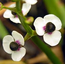 Attēlu rezultāti vaicājumam “Sagittaria sagittifolia leaf”