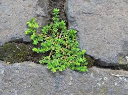 Attēlu rezultāti vaicājumam “Herniaria glabra”