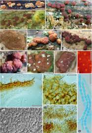 Attēlu rezultāti vaicājumam “Hypocrea rufa”