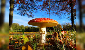 Image result for vliegenzwam