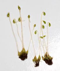 Attēlu rezultāti vaicājumam “Funaria hygrometrica”