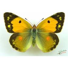 Attēlu rezultāti vaicājumam “Colias croceus underside”