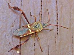 Attēlu rezultāti vaicājumam “Sternorrhyncha”