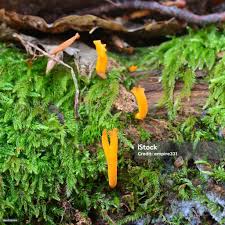 Attēlu rezultāti vaicājumam “Calocera pallidospathulata”