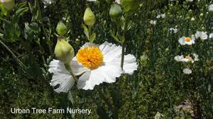 Image result for Romneya coulteri