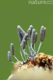 Attēlu rezultāti vaicājumam “Stemonitopsis typhina”