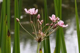 Attēlu rezultāti vaicājumam “Butomus umbellatus”