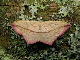 Attēlu rezultāti vaicājumam “Timandra comae”