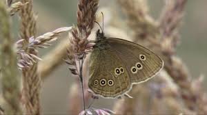 Attēlu rezultāti vaicājumam “Aphantopus hyperantus”