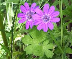 Attēlu rezultāti vaicājumam “Geranium molle flower”