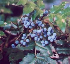 Attēlu rezultāti vaicājumam “Mahonia aquifolium fruit”