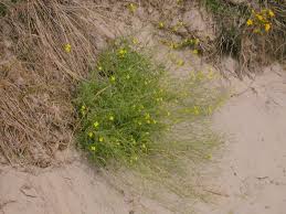 Image result for Diplotaxis tenuifolia