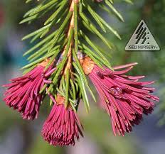 Attēlu rezultāti vaicājumam “Picea abies female flower”