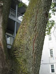 Attēlu rezultāti vaicājumam “Cerrena unicolor”