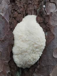 Attēlu rezultāti vaicājumam “Enteridium variabile spores”