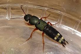 Attēlu rezultāti vaicājumam “Platydracus fulvipes”