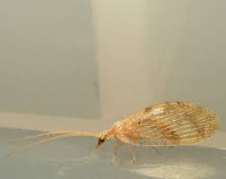 Attēlu rezultāti vaicājumam “Hemerobius perelegans”