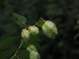 Attēlu rezultāti vaicājumam “Humulus lupulus bud”