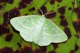 Attēlu rezultāti vaicājumam “Thetidia smaragdaria”