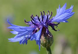 Attēlu rezultāti vaicājumam “Cyanus segetum”