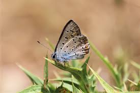Attēlu rezultāti vaicājumam “Lycaena alciphron underside”