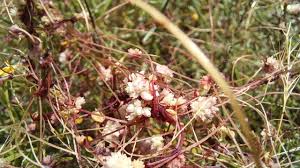 Attēlu rezultāti vaicājumam “Cuscuta epithymum subsp. trifolii”