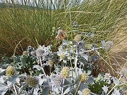 Attēlu rezultāti vaicājumam “Eryngium maritimum bud”