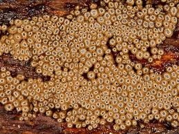 Attēlu rezultāti vaicājumam “Merismodes anomala”