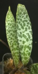 Attēlu rezultāti vaicājumam “Lycogala leopardinum sessile”