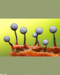 Attēlu rezultāti vaicājumam “Cribraria macrocarpa young”