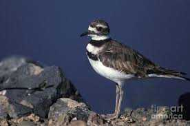 Image result for Charadrius vociferus