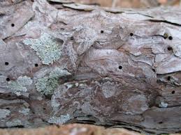 Attēlu rezultāti vaicājumam “Dianema nivale spores”