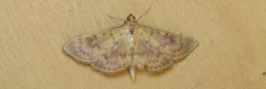 Attēlu rezultāti vaicājumam “Pleuroptya ruralis”