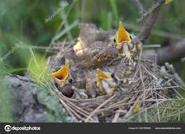 Attēlu rezultāti vaicājumam “Turdus philomelos nest”