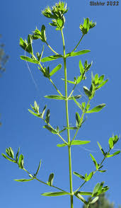 Attēlu rezultāti vaicājumam “Euphorbia virgata leaf”