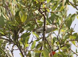 Image result for Phylloscopus orientalis