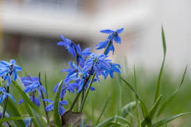Attēlu rezultāti vaicājumam “Scilla siberica leaf”