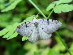 Attēlu rezultāti vaicājumam “Macaria wauaria”