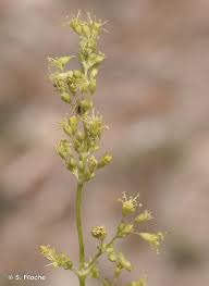 Attēlu rezultāti vaicājumam “Silene otites”